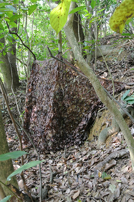 Camo Net Autumn 3m x 6m