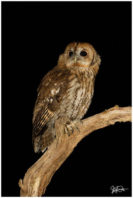 Photography Hide (Tawny Owl Session)